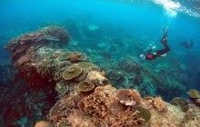Из-за глобального потепления массово гибнут кораллы Большого барьерного рифа (фото)