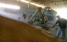 Экспорт украинской аграрной продукции в ЕС вырос на четверть