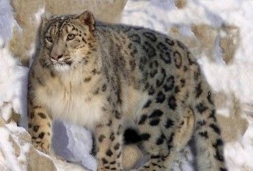 Охоронний статус сніжного барса змінили із зникаючого на вразливий