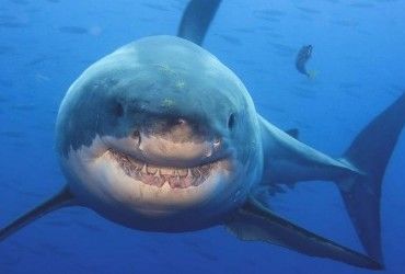 Серфер вижив після нападу величезної акули та поділився моторошною історією