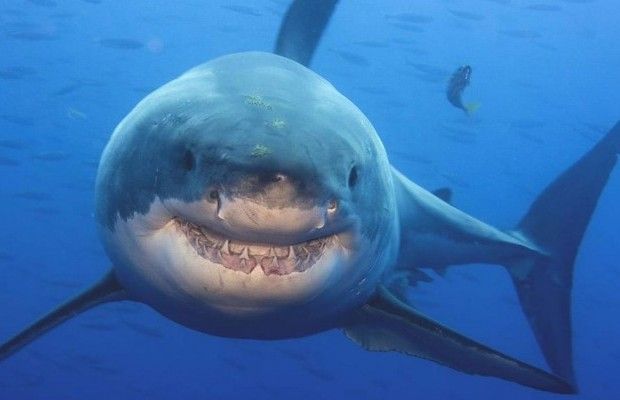 Напад акули на українців в Єгипті: стали відомі нові подробиці події (відео)