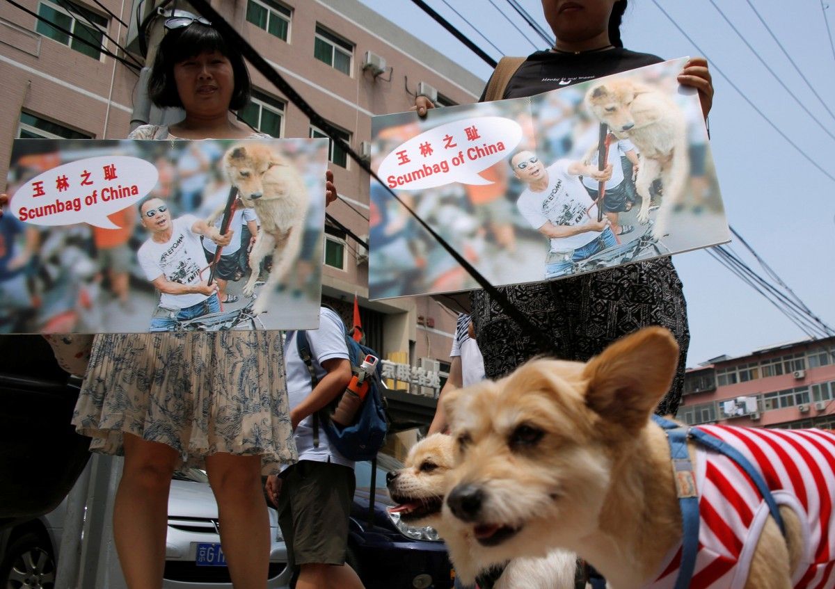 Картинки по запросу В Китае требуют запретить фестиваль собачьего мяса