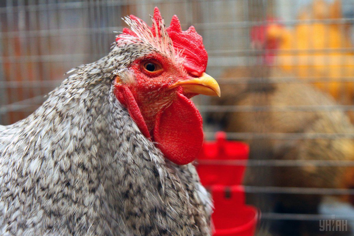 Вторым крупнейшим экспортером курятины в ЕС стал Таиланд / Фото УНИАН Владимир Гонтар