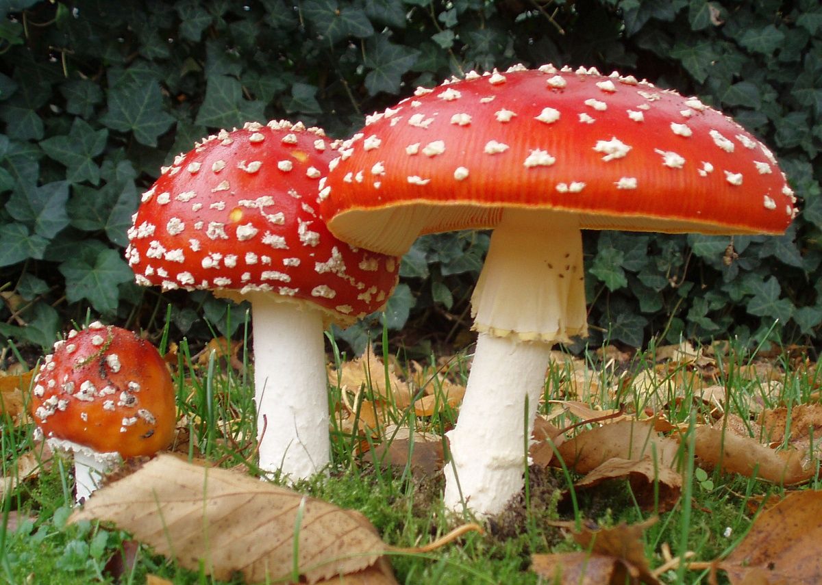wikigrib.ru wikigrib.ru