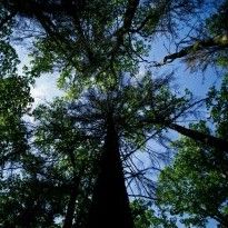 Планета ежегодно теряет лесные районы площадью с Великобританию - исследование