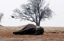 США ввели заборону на торгівлю африканською слоновою кісткою