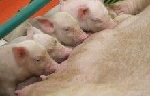 В Украине зафиксировали очередной случай африканской чумы свиней