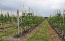 Фермерське господарство "Гадз" представило розсадник яблуні, який даватиме 1 млн саджанців щоророку