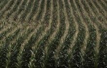 USDA lowers maize yield forecast for Ukraine in 2017-2018 MY