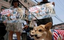 У Китаї вимагають заборонити фестиваль собачого м'яса