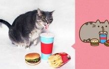В интернете набирает популярность фото кота, который выглядит как знаменитый эмодзи в Facebook