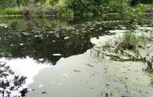 На Житомирщині вдалося стабілізувати ситуацію із забрудненням річок Случ та Хомора - ОДА