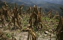 Из-за засухи в Гватемале пострадали почти 3 млн человек