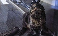В Одеському дельфінарії народився південноамериканський морський котик