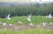 Вінницька облрада оголосила орнітологічний заказник "Ставки" об’єктом природно-заповідного фонду