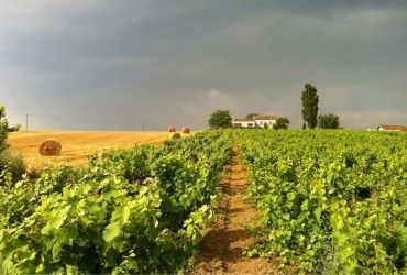 Французьке червоне вино зіткнулося з віковою кризою: FT назвало винних