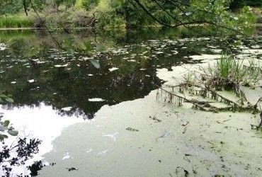 На Житомирщині вдалося стабілізувати ситуацію із забрудненням річок Случ та Хомора - ОДА