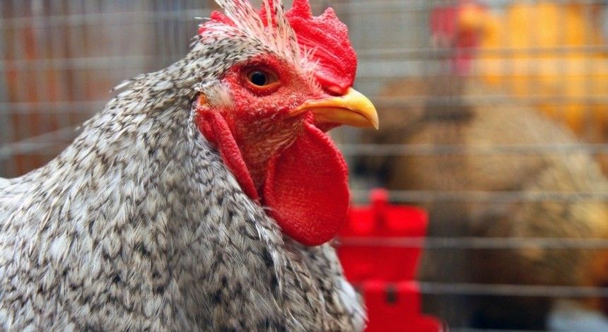 Япония сняла ограничения на экспорт украинской птицы и яиц