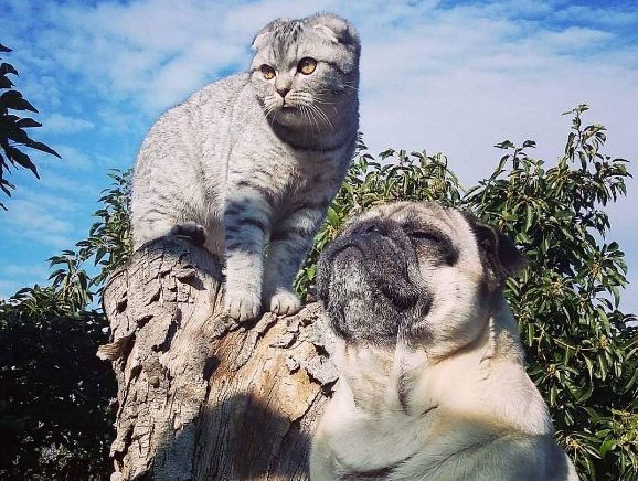 мопс / instagram.com/pugandcat мопс / instagram.com/pugandcat