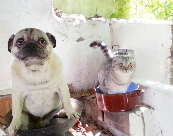 мопс / instagram.com/pugandcat мопс / instagram.com/pugandcat