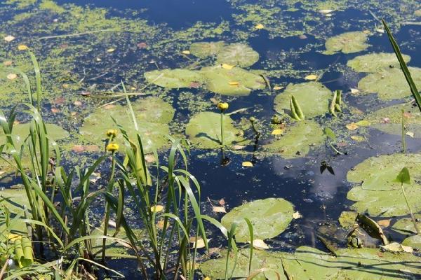 Річка Остер на Чернігівщині / Фото cg.gov.ua Річка Остер на Чернігівщині / Фото cg.gov.ua
