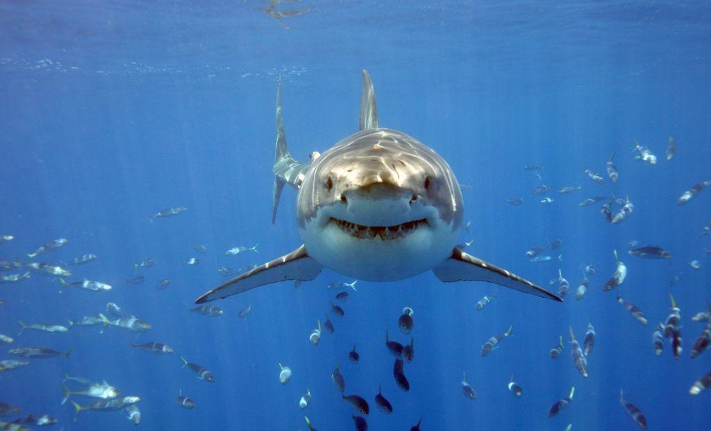Большая белая акула способна самостоятельно восстанавливать поврежденное ДНК / Фото ikapa.ru