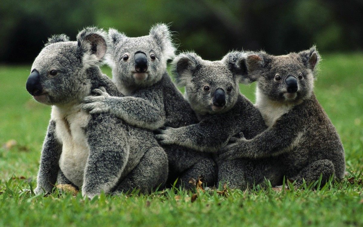 @koalathesurvivor @koalathesurvivor