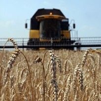Ukraine exports over 11 mln tonnes of grains since July 1
