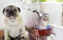 В інтернеті набирають популярність пригоди мопса Бандіто і кота Луїджі (фото)