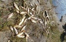 Мінприроди зобов’язало Держекоінспекцію не допустити екологічної катастрофи на Полтавщині