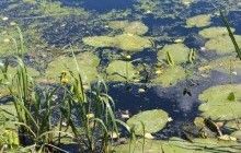 Мор рыбы в Остре: содержание кислорода в воде достаточное для жизнедеятельности водных живых ресурсов