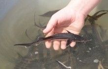 На Херсонщине в низовье Днепра поселили 1,5 млн мальков стерляди