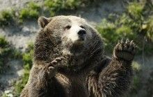 У Росії за тиждень відстрелили чотирьох ведмедів, які вийшли до людей у пошуках їжі