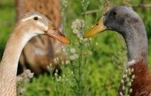 Новонароджені каченята продемонстрували здатність до абстрактного мислення - вчені