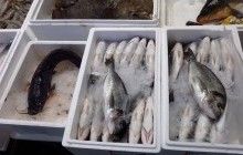 У Полтавській області викрили браконьєрську мережу, яка виловлювала рибу в промислових масштабах