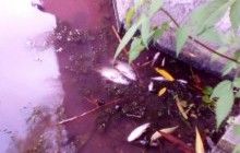 Покрасневшая Стугна с мертвой рыбой: расследование установило источник загрязнения