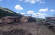 На Львівщині викрили злочинну групу, яка незаконно вирубувала ліс і продавала за кордон