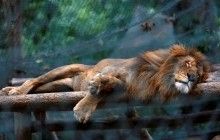 В венесуэльском зоопарке около 50 животных погибли от голода