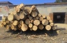 Справу щодо незаконного експорту деревини з Львівщини передали до суду