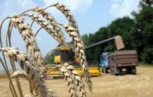 Українські аграрії вже зібрали більше 38 мільйонів тонн зерна