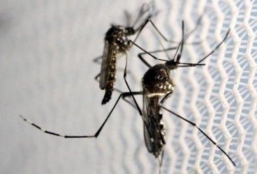 Применение вакцины против лихорадки денге одобрено в 11 странах мира