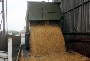 Туреччина відмовилася від партії індійської пшениці - ЗМІ