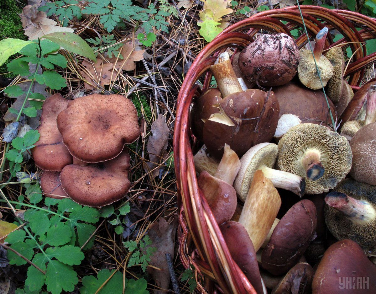 Безопаснее покупать грибы на стационарных рынках, где они проходят соответствующий контроль / фото УНИАН