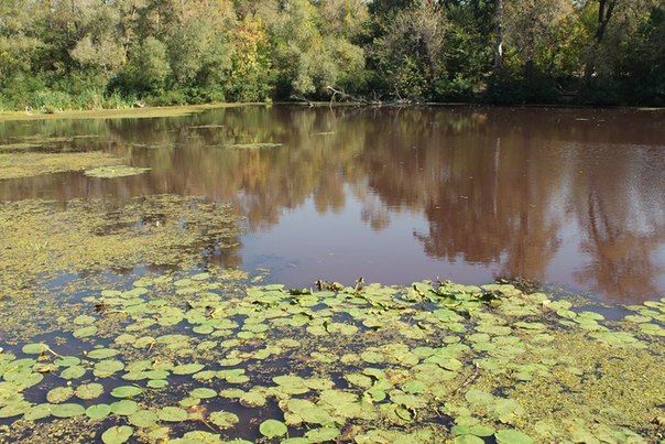 Река Коник терпит экологическую катастрофу / Фото kyivnash.in.ua Река Коник терпит экологическую катастрофу / Фото kyivnash.in.ua