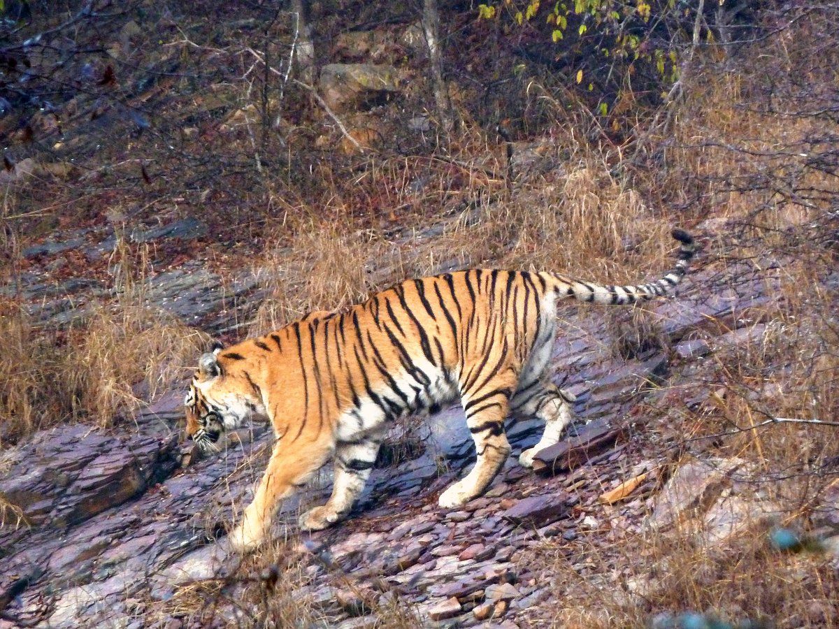 тигр / twitter.com/timesofindia тигр / twitter.com/timesofindia