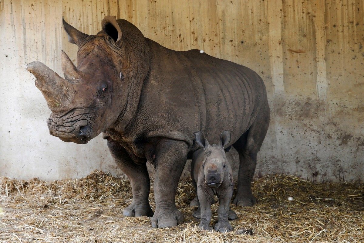 Сколько носорогов родилось в 2002 году. Семья Носорогов. Маленький носорог. Носорог картинка. Носорог фото для детей.