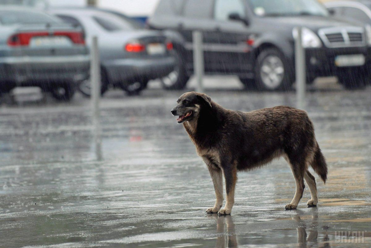 17 марта в Украину придут дожди / фото УНИАН 17 марта в Украину придут дожди / фото УНИАН