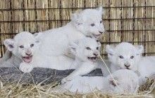 Под Киевом произошло знакомство с редкими белыми львятами (фоторепортаж)
