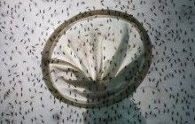 Экологи: вирус Зика могут переносить десятки видов комаров