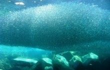 Анчоуси масово викидаються на берег в Примор'ї